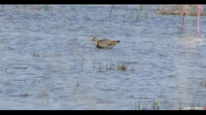 Black-tailed Godwit