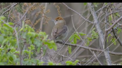 Eurasian Blackcap