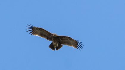 Lesser Spotted Eagle