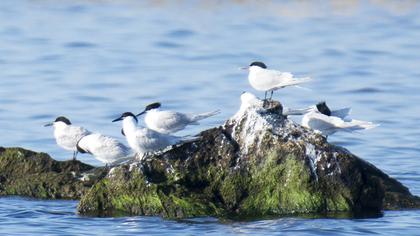 Sandwich Tern