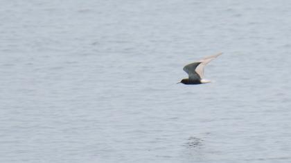 Black Tern