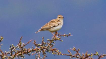 Woodlark
