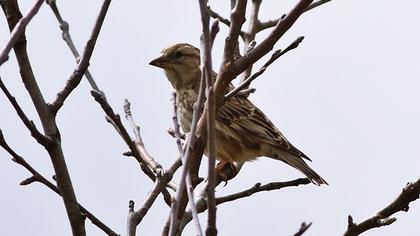 Rock Sparrow
