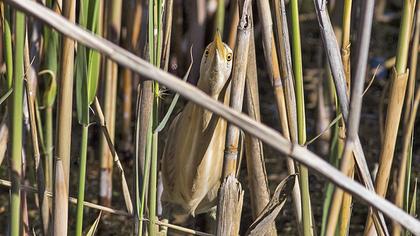 Little Bittern