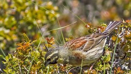Cirl Bunting