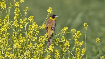 Black-headed Bunting