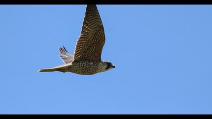 Peregrine Falcon