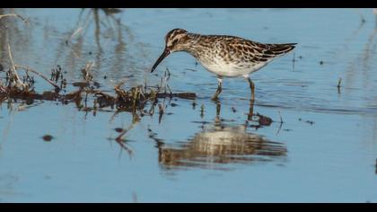 Broad-billed Sandpiper