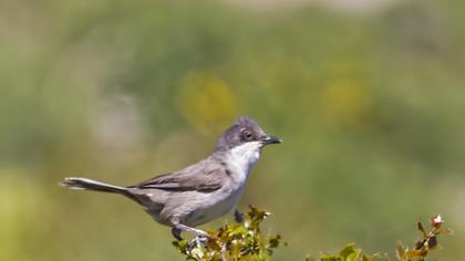 Eastern Orphean Warbler