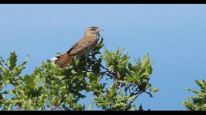 Rufous-tailed Scrub Robin