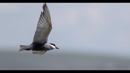 Common Tern