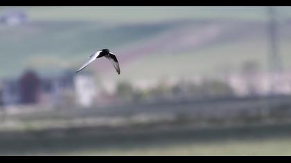 White-winged Tern