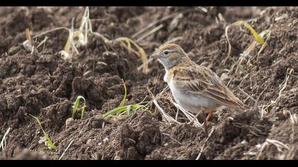 Greater Short-toed Lark