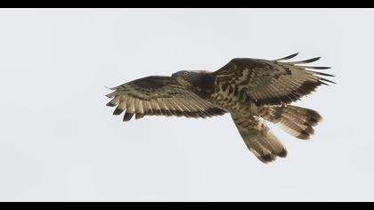 European Honey Buzzard