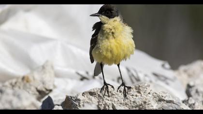 Western Yellow Wagtail