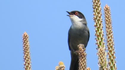 Sardinian Warbler
