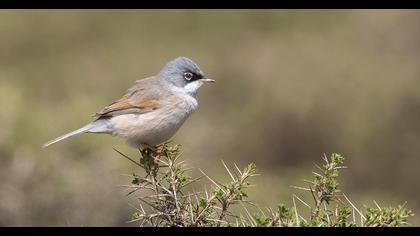 Spectacled Warbler