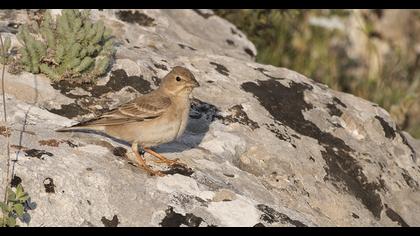 Pale Rockfinch