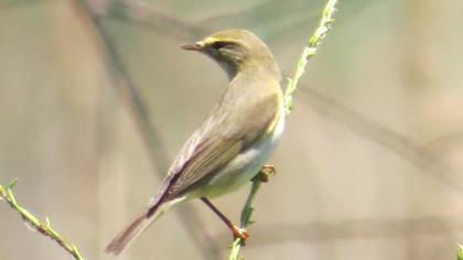 Willow Warbler
