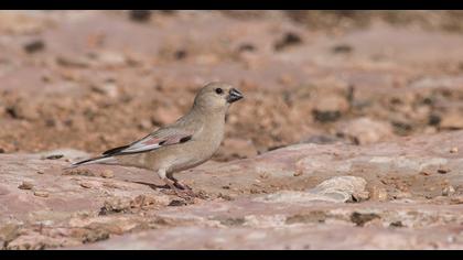 Desert Finch