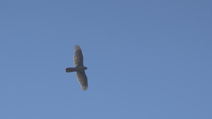 Northern Goshawk