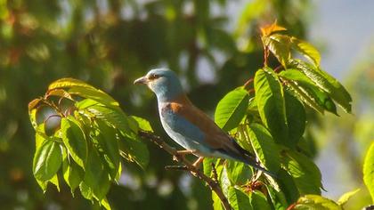 European Roller