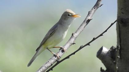 Eastern Olivaceous Warbler