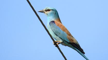 European Roller