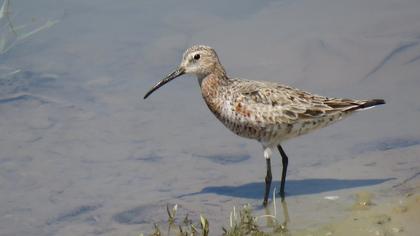 Curlew Sandpiper