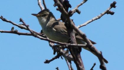 Olive-tree Warbler