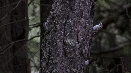 Eurasian Treecreeper
