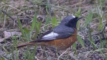 Common Redstart