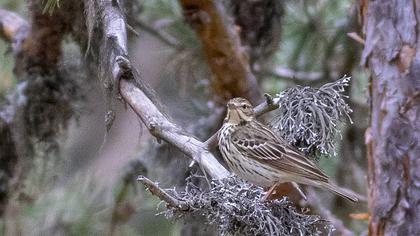 Tree Pipit