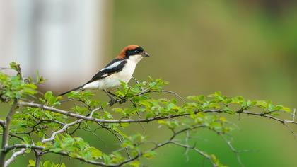 Woodchat Shrike