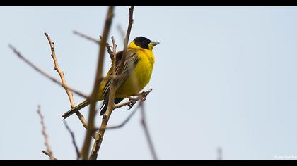 Black-headed Bunting