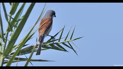 Red-backed Shrike