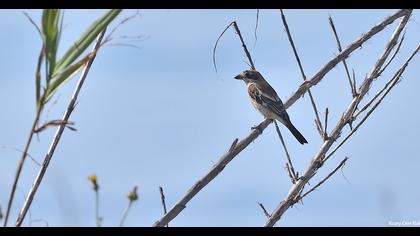 Kızılbaşlı örümcekkuşu
