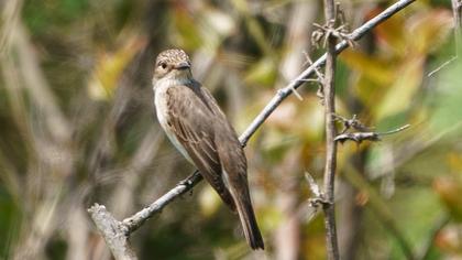 Spotted Flycatcher