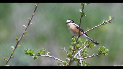 Maskeli örümcekkuşu