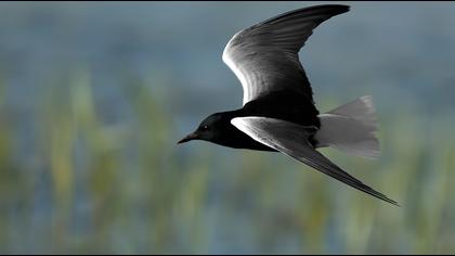 White-winged Tern