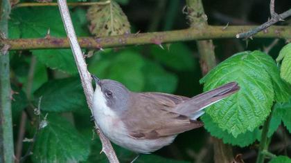 Lesser Whitethroat