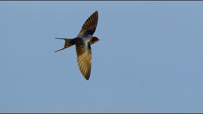 Barn Swallow
