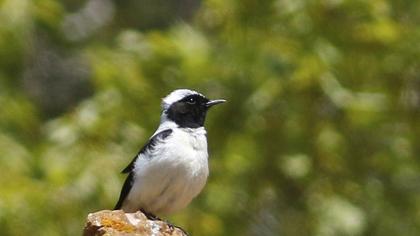 Karakulaklı kuyrukkakan