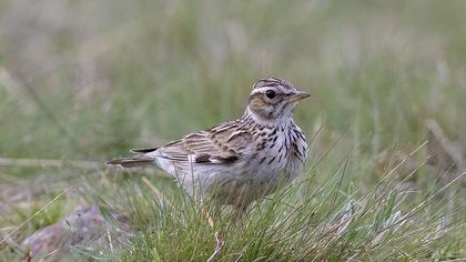 Woodlark