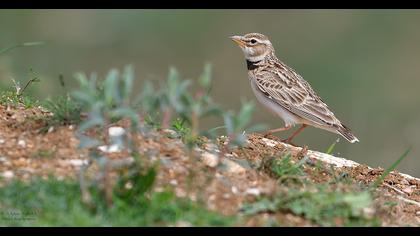 Bimaculated Lark