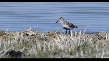 Dunlin