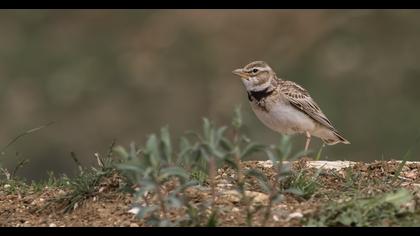 Küçük boğmaklı toygar
