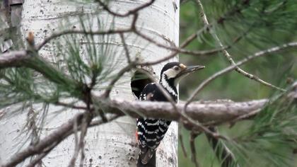 White-backed Woodpecker