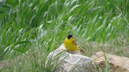 Black-headed Bunting