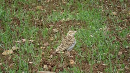 Bimaculated Lark